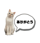 ジェフくんのスタンプ（個別スタンプ：1）