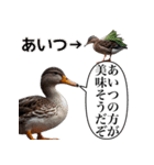 おい、笑える。カモは可愛い【面白い鴨】（個別スタンプ：31）