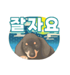 動く "ニコニコ Animals" in KOR（個別スタンプ：22）