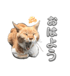 ネコ好き あいさつ（個別スタンプ：1）