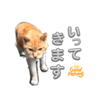 ネコ好き あいさつ（個別スタンプ：2）