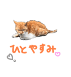 ネコ好き あいさつ（個別スタンプ：3）