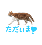 ネコ好き あいさつ（個別スタンプ：4）