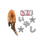 ネコ好き あいさつ（個別スタンプ：7）