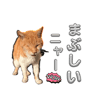ネコ好き あいさつ（個別スタンプ：8）