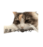 猫のみーなの日常（個別スタンプ：4）