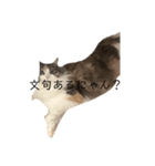 猫のみーなの日常（個別スタンプ：7）