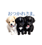 ワンワン仔犬スタンプ（個別スタンプ：5）