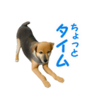 聞き上手なミックス犬（個別スタンプ：2）