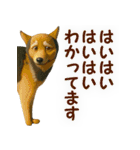 聞き上手なミックス犬（個別スタンプ：6）