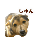 聞き上手なミックス犬（個別スタンプ：8）