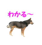 聞き上手なミックス犬（個別スタンプ：11）