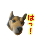 聞き上手なミックス犬（個別スタンプ：13）