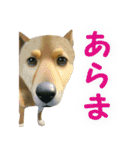 聞き上手なミックス犬（個別スタンプ：19）