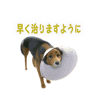 聞き上手なミックス犬（個別スタンプ：21）