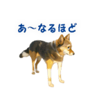 聞き上手なミックス犬（個別スタンプ：22）