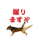 聞き上手なミックス犬（個別スタンプ：24）