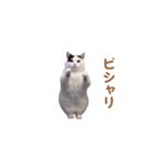 動く！躍る猫ミーム(パート14)（個別スタンプ：12）