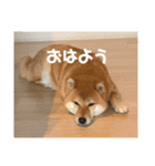 柴犬ここの隠れ家（個別スタンプ：7）