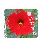 夏の花でご挨拶（個別スタンプ：2）
