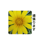 夏の花でご挨拶（個別スタンプ：3）