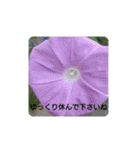 夏の花でご挨拶（個別スタンプ：6）