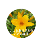 夏の花でご挨拶（個別スタンプ：9）