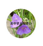 夏の花でご挨拶（個別スタンプ：11）