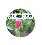 夏の花でご挨拶（個別スタンプ：12）