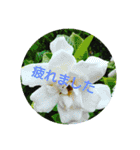 夏の花でご挨拶（個別スタンプ：13）