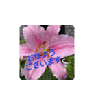 夏の花でご挨拶（個別スタンプ：14）