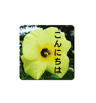 夏の花でご挨拶（個別スタンプ：15）