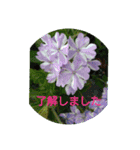 夏の花でご挨拶（個別スタンプ：17）