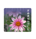 夏の花でご挨拶（個別スタンプ：19）