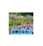 夏の花でご挨拶（個別スタンプ：20）