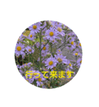 夏の花でご挨拶（個別スタンプ：21）