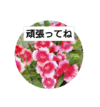 夏の花でご挨拶（個別スタンプ：22）