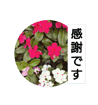 夏の花でご挨拶（個別スタンプ：23）