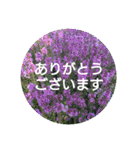 夏の花でご挨拶（個別スタンプ：24）