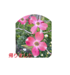 癒やされるお花の日常会話（個別スタンプ：6）
