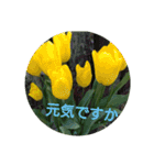 癒やされるお花の日常会話（個別スタンプ：11）