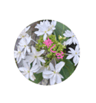 癒やされるお花の日常会話（個別スタンプ：12）