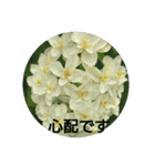 癒やされるお花の日常会話（個別スタンプ：13）