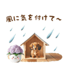 ダックスで雨の日に癒されるスタンプ（個別スタンプ：12）