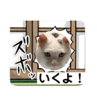 いえねこさん！（個別スタンプ：1）