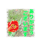 【ありがとうございます】だけ ※お花編（個別スタンプ：1）