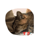 キジトラさくら②（個別スタンプ：2）