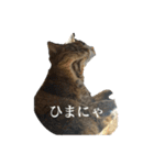 キジトラさくら②（個別スタンプ：3）