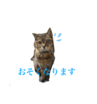 キジトラさくら②（個別スタンプ：6）