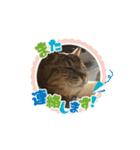 キジトラさくら②（個別スタンプ：7）